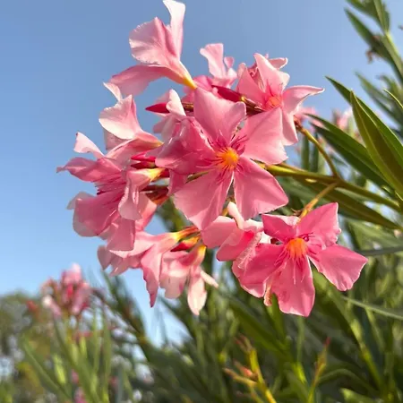 Do Algarve Eco-friendly Countryside Retreat Heated Pool 21 Guests Armacao De Pera 别墅